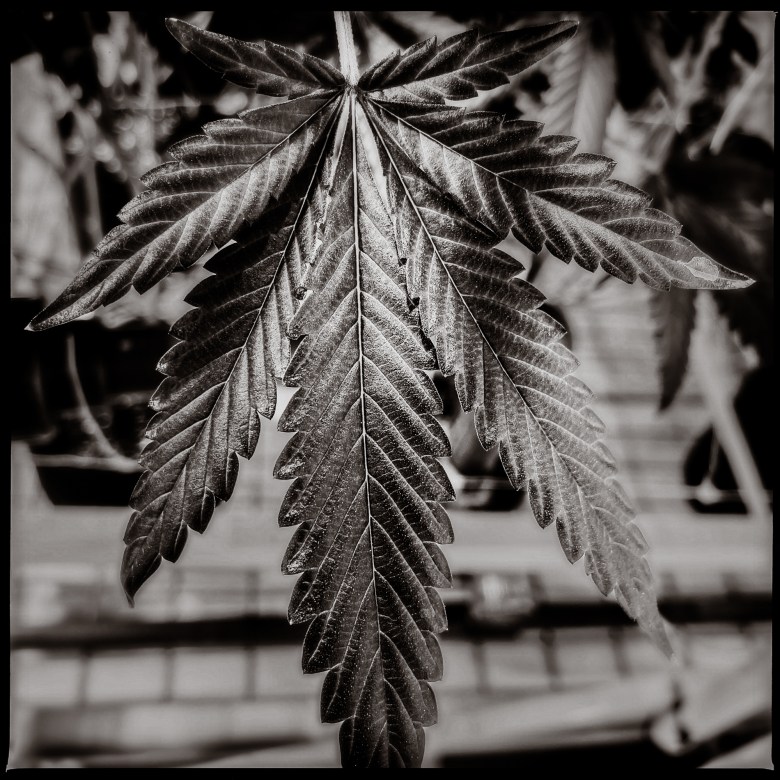 A cannabis leaf from AltSol's grow operation